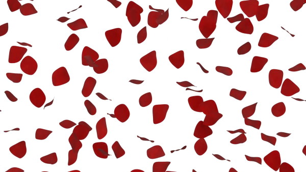 Падающие лепестки роз на прозрачном фоне