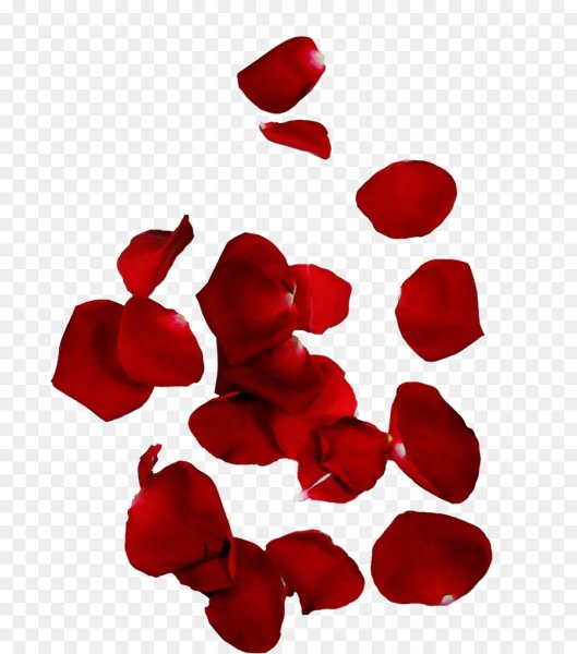 Лепестки роз на прозрачном фоне