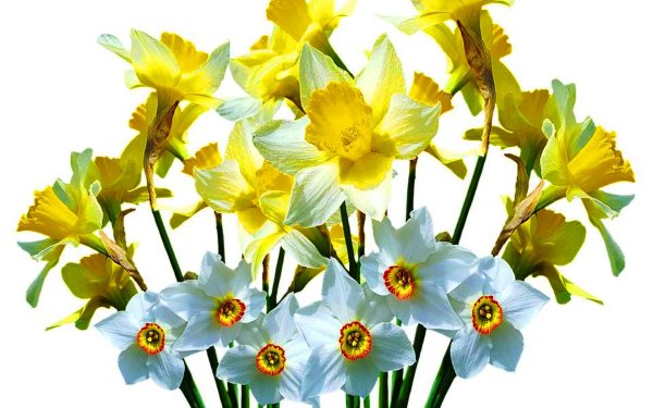 Нарцисс на белом фоне