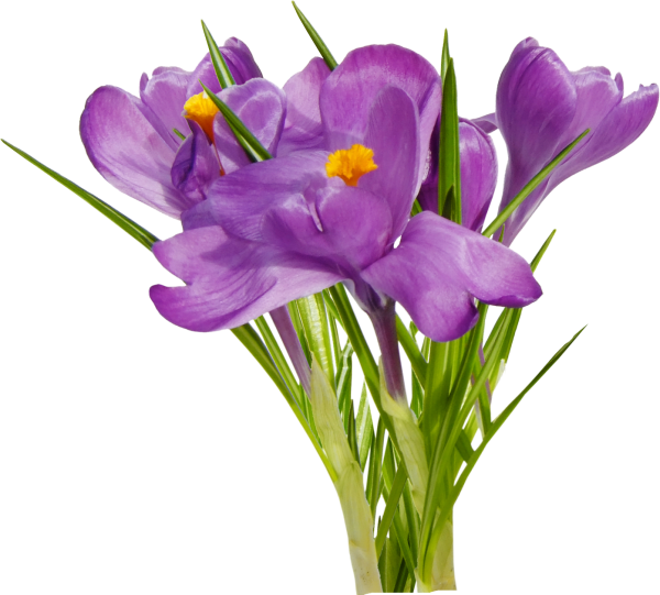 Крокусы на белом фоне