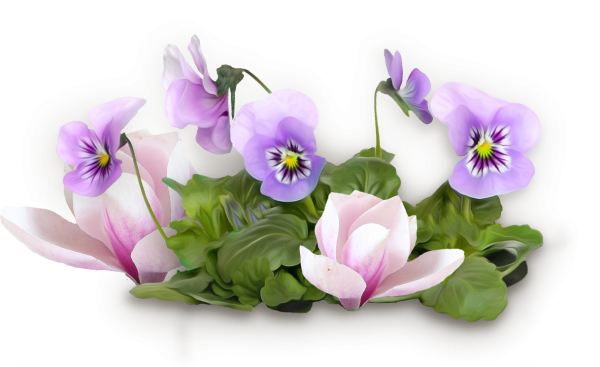 Фиалка на прозрачном фоне