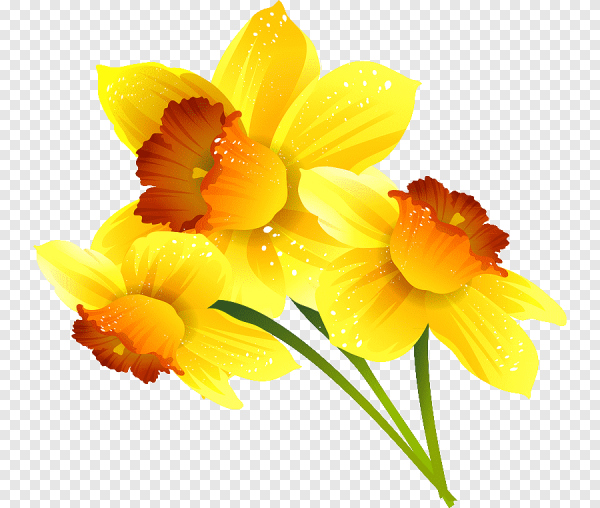 Цветы без фона