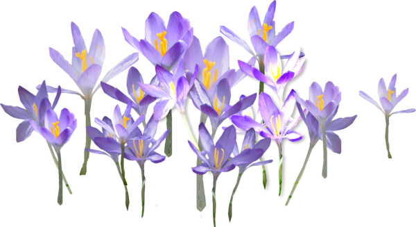 Весенние цветы без фона