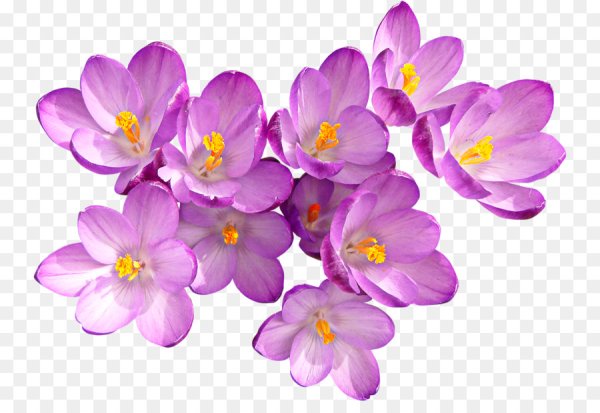 Весенние цветы на прозрачном фоне