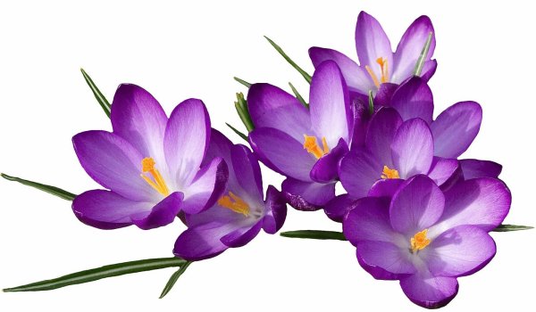 Первоцветы на прозрачном фоне