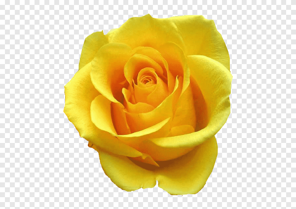 Желтые розы без фона