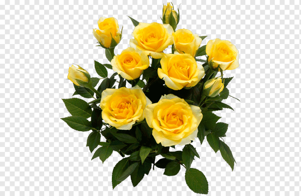 Роза желтая срезка