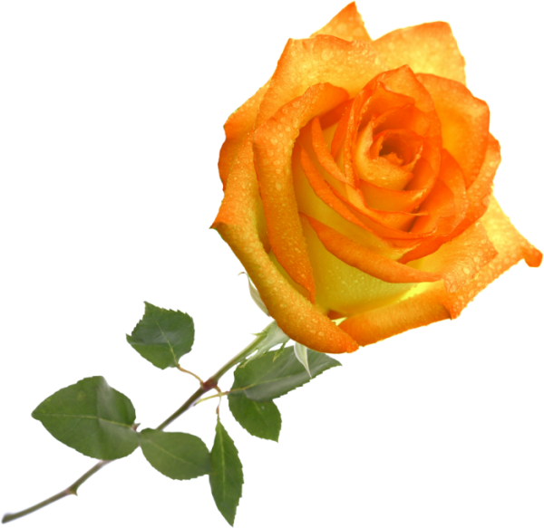 Желтая роза на белом фоне