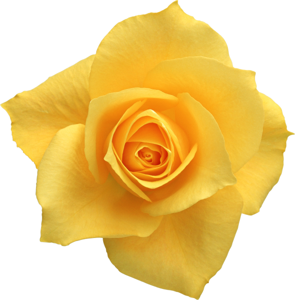 Желтые цветы на белом фоне