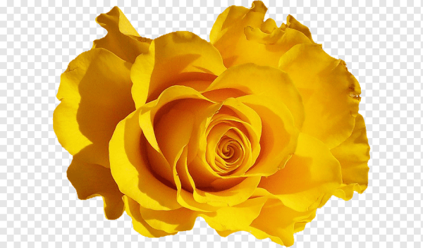 Желтая роза на белом фоне