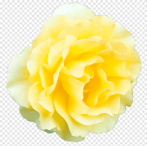 Роза Yellow Centifolia