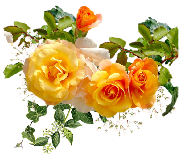 Живые цветы на прозрачном фоне