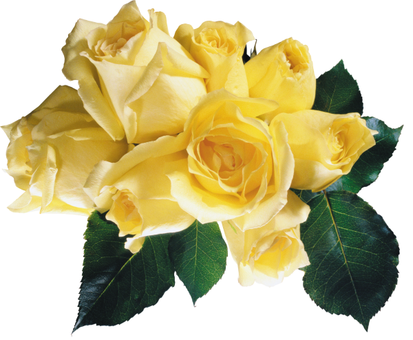 Желтая роза на белом фоне