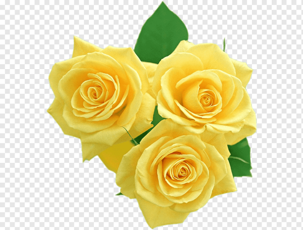 Розы на прозрачном фоне