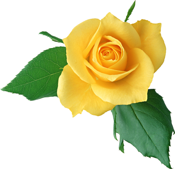 Цветы без фона