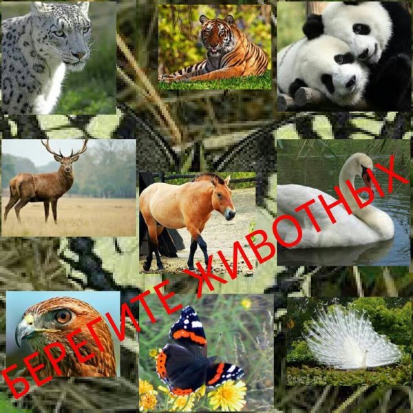 Берегите животных надпись красивая