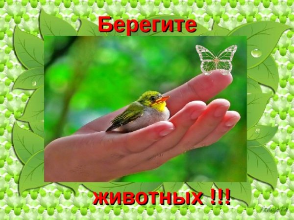 Берегите животных
