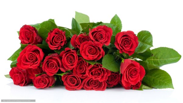 Букет роз лежит на прозрачном фоне