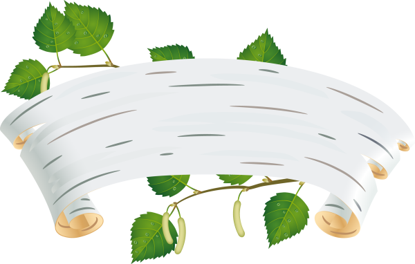 Береза на прозрачном фоне