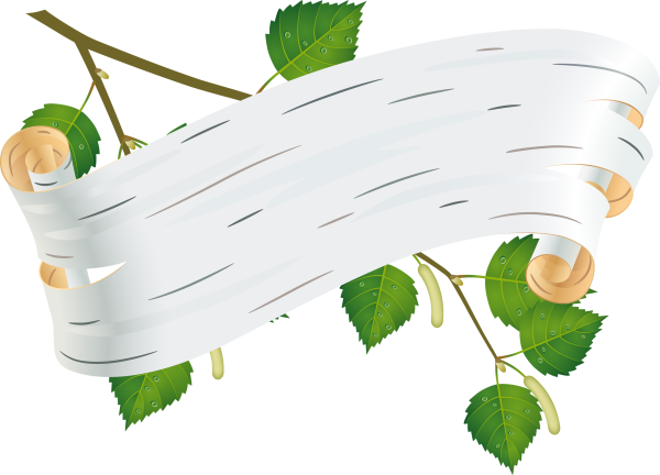 Береста кора березы