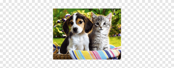 Наши питомцы надпись