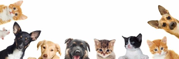 Кот и пес на белом фоне выглядывают