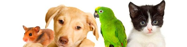 Реклама зоомагазина