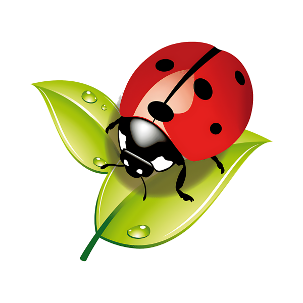 Бабочка коробочка