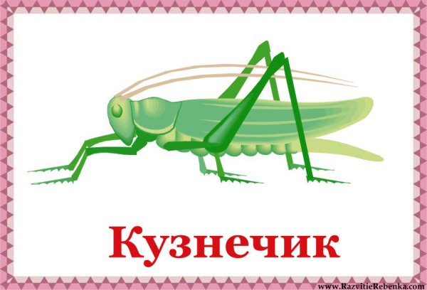Карточки насекомые для детского сада