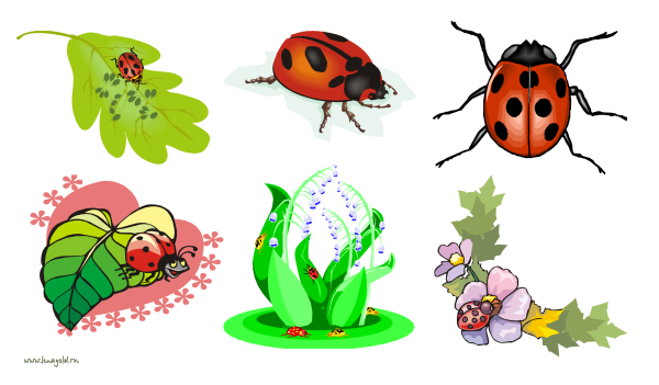 Божья коровка на листе