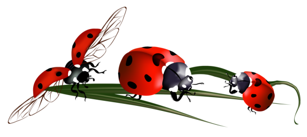 Насекомые на прозрачном фоне