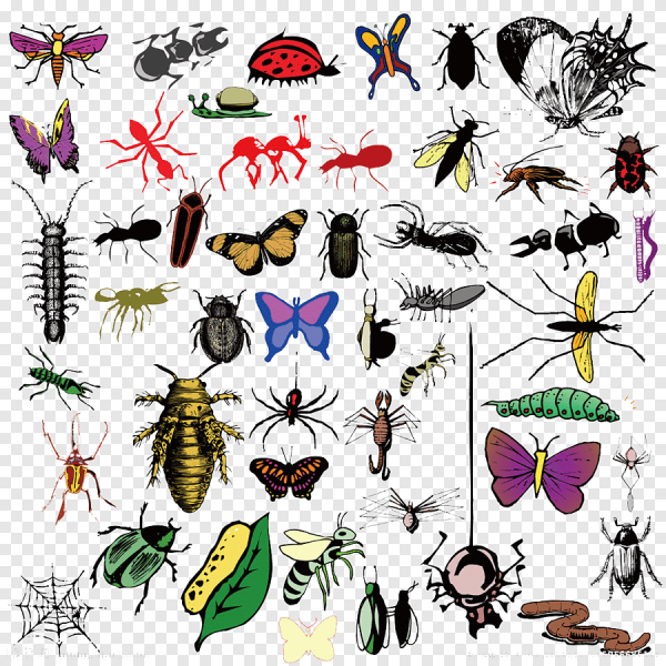 Нарисовать насекомое