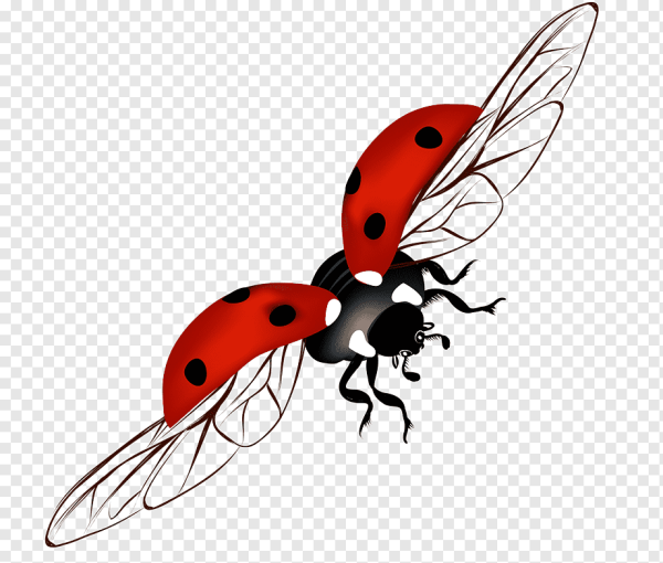 Летающие Божьи коровки на прозрачном фоне