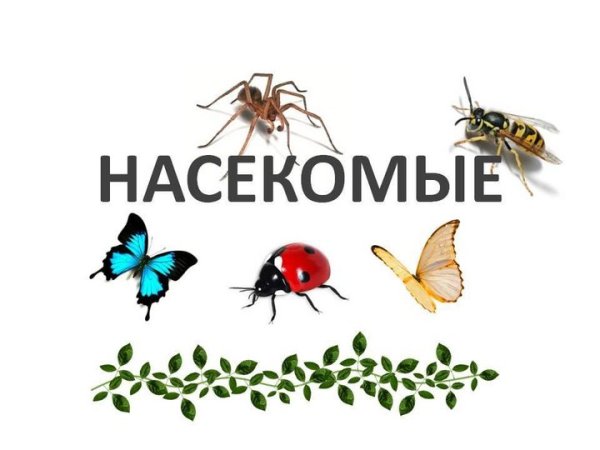 Насекомые презентация