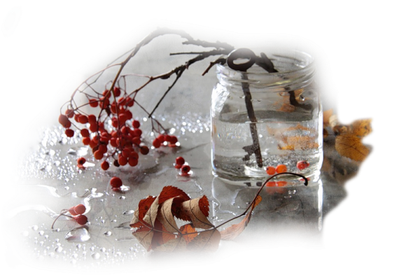 Ветки в снегу