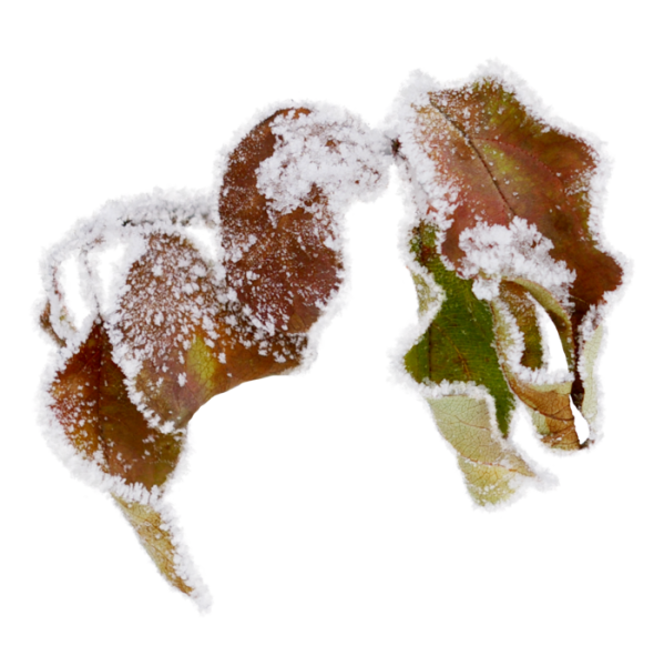 Осенние листья в снегу на прозрачном фоне