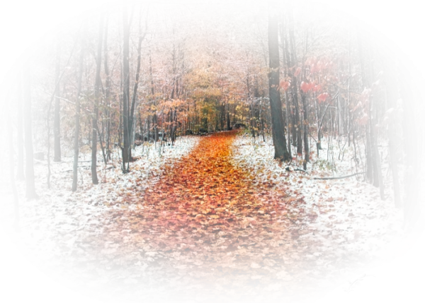 Осенний лес в ноябре