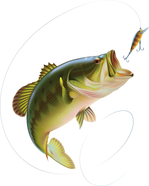 Рыбы картинки