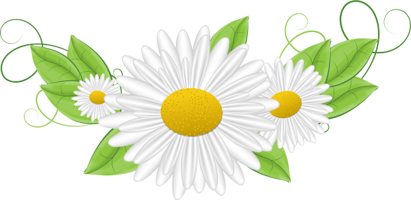 Ромашка вектор на прозрачном фоне