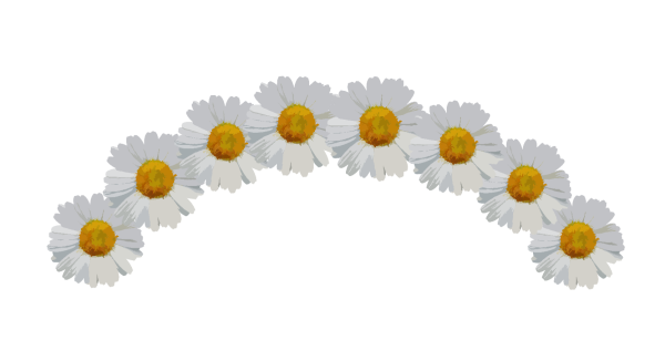 Красивые ромашки на прозрачном фоне