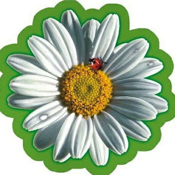 Ромашка для детей