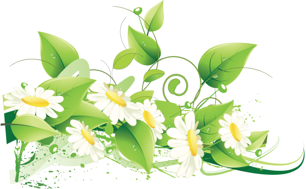 Летние цветы на прозрачном фоне