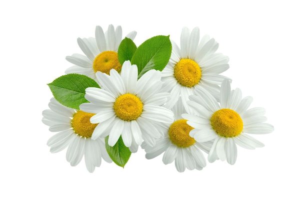 Три ромашки на прозрачном фоне