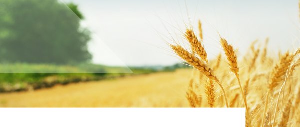 Рамка пшеница