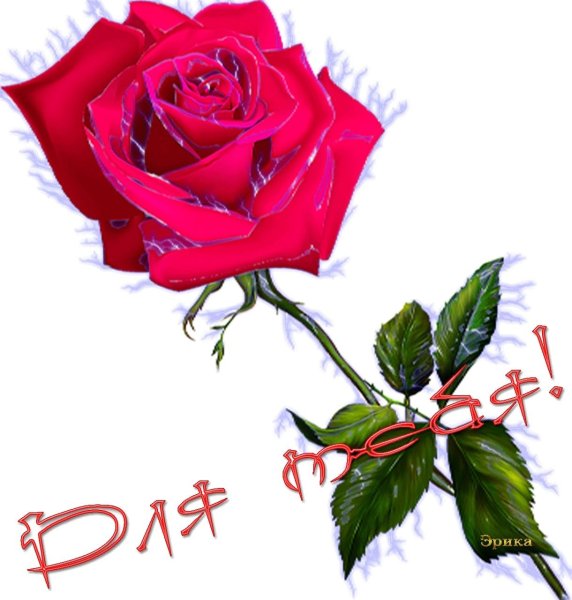 Розы для тебя