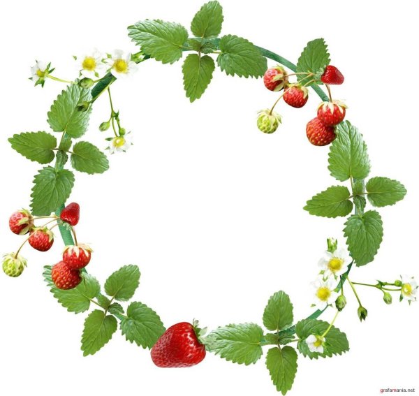 Ягодная рамка на прозрачном фоне