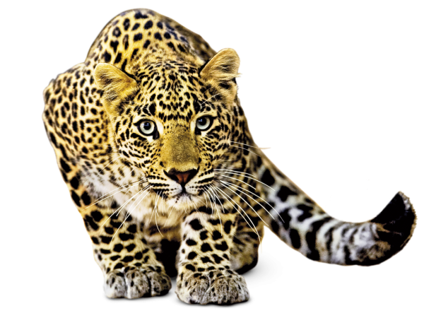 Леопард на белом фоне