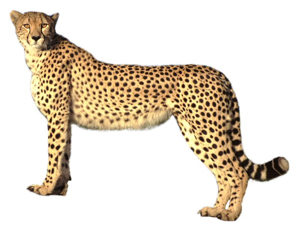 Гепард для детей