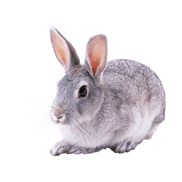 Карточки Домана домашние животные