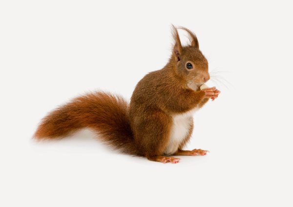 Белочка на прозрачном фоне